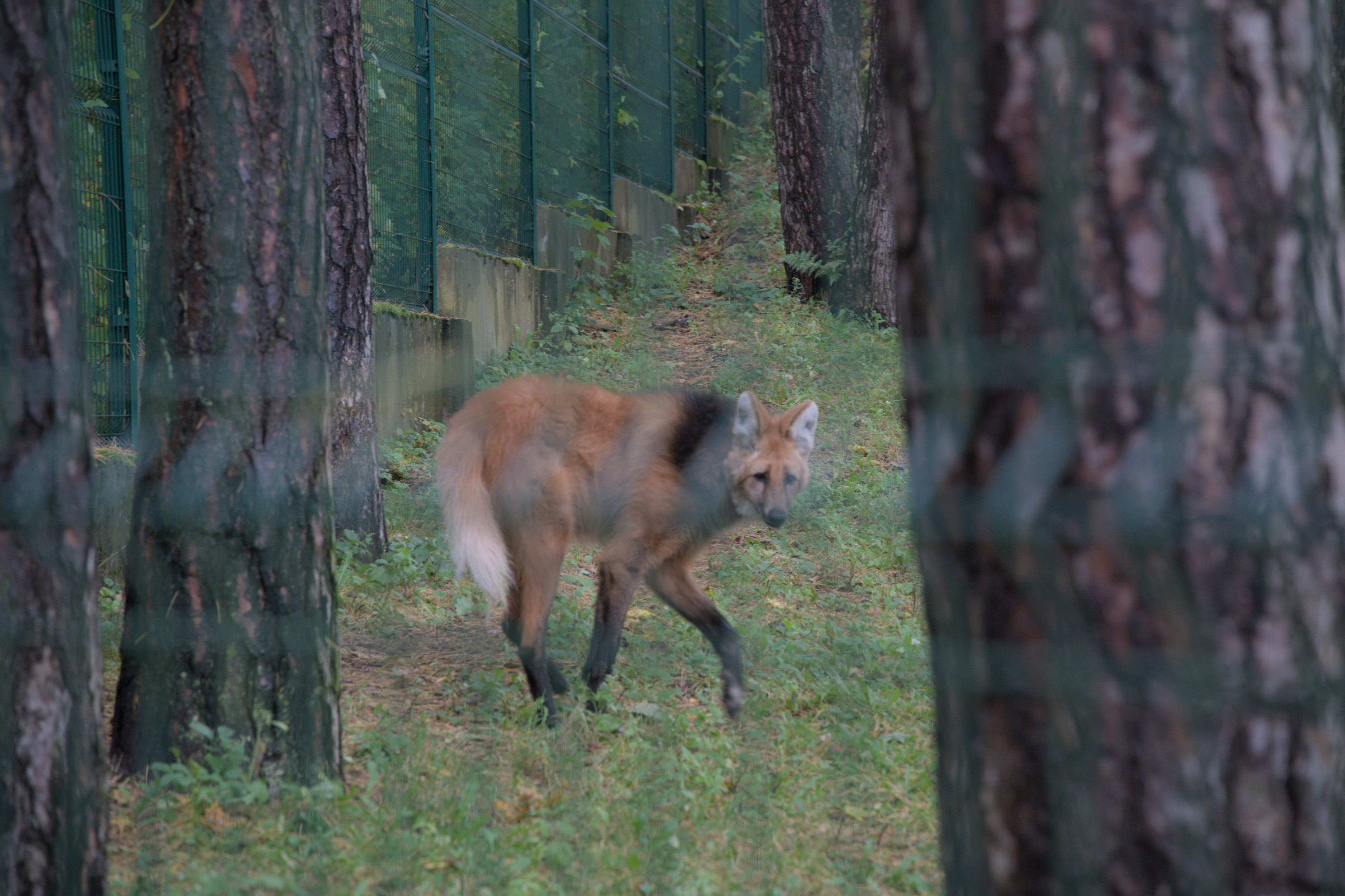 2025/10/12 - zoo/DSC_0058.jpg